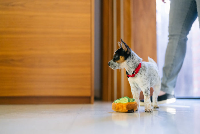 Barking Brunch Collection - Avo-doggo Toast