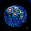 Blue Pinwheel Zoanthids