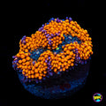 Blueberries and Oranges Ricordea Mushroom