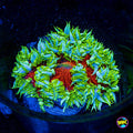 Chili Lime Flower Anemone