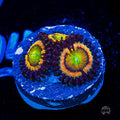 Citrus Cooler Zoanthids