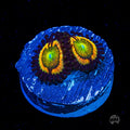 Citrus Cooler Zoanthids