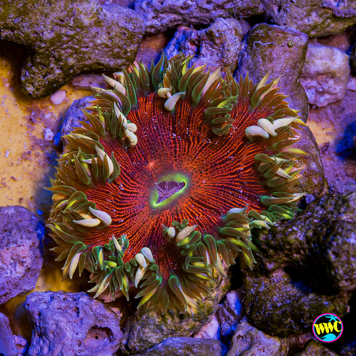 Fire Power Flower Anemone