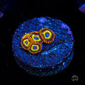 Fruit Loopz Zoanthids
