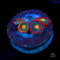 Gatorade Zoanthids