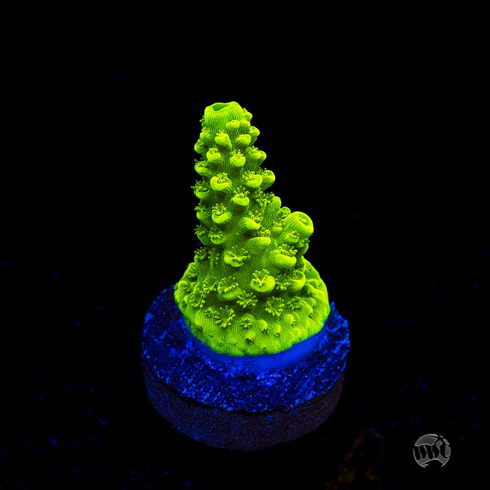 Green Slimer Acropora