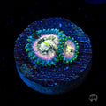 Hawaiian Ding Dang Zoanthids