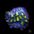 Jason Fox Blueberry Blast Hydnophora