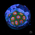 Jason Fox Fairy Tales Zoanthids