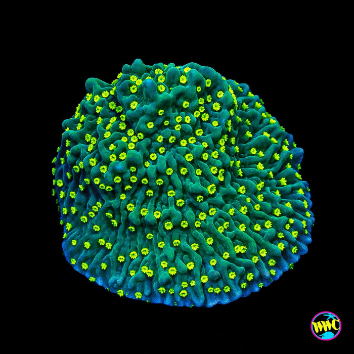 Jason Fox Frankies Hot Pink Rim Montipora