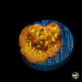 Jason Fox Jack-O-Lantern Leptoseris
