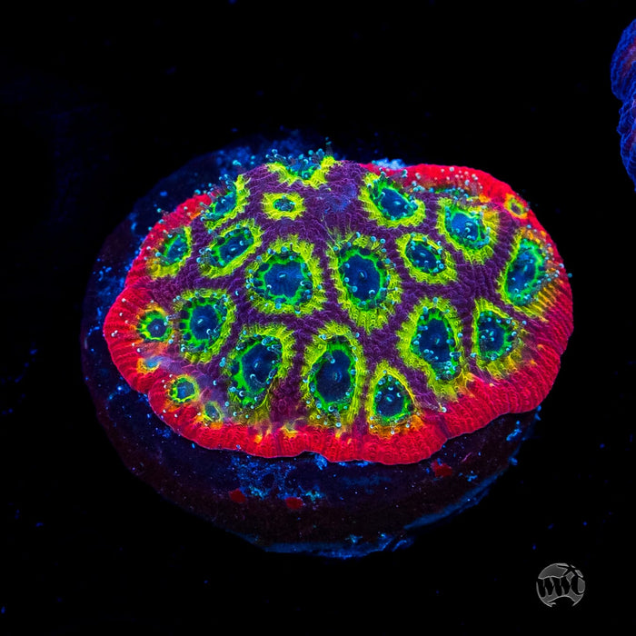 Jason Fox Sector 001 Favites