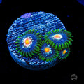 Jason Fox Stargazer Zoanthids