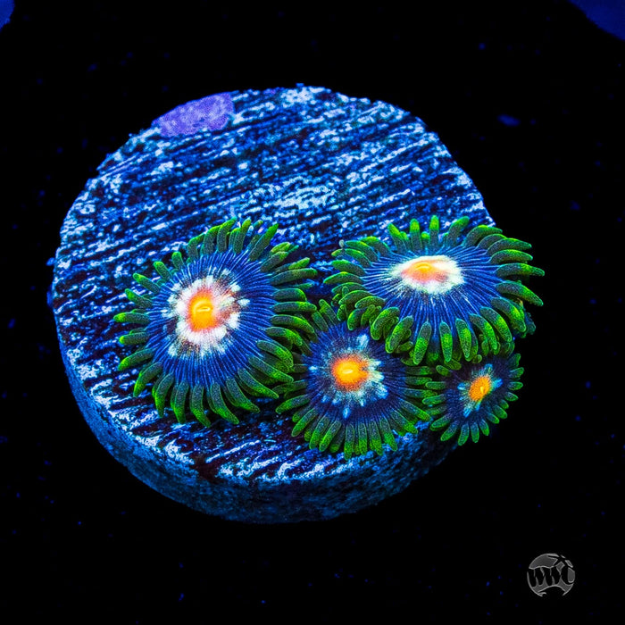 Jason Fox Stargazer Zoanthids