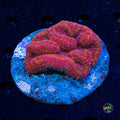 Lava Pool Symphyllia - Actinic Photo