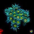 Lemon Head Goniopora