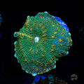 Limeade Disco Mushroom
