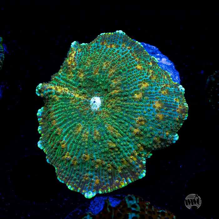 Limeade Disco Mushroom
