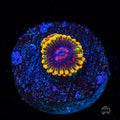Mind Trick Zoanthids
