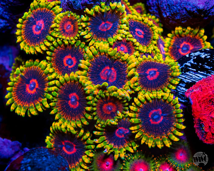 Mind Trick Zoanthids - Mother Colony Photo