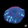 Nebula Disco Mushroom