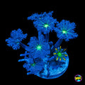 Neon Clove Polyps