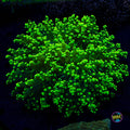 Nuclear Burst Frogspawn - Actinic Photo