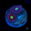 Pink Ring of Death Zoanthids