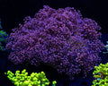 Pinkerton Frogspawn - Actinic Photo