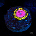 RR Pink Diamond Zoanthid