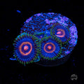Supergirls Zoanthids