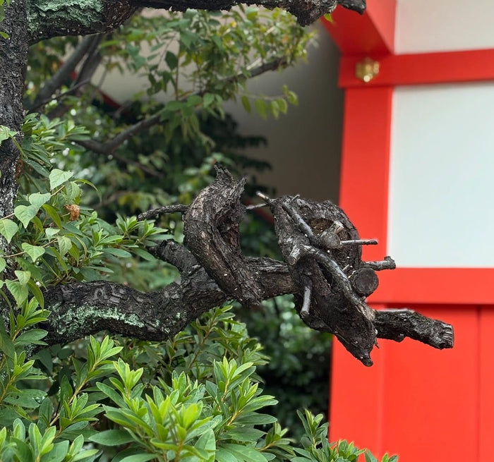 The Dragon - Wisdom - Heaven