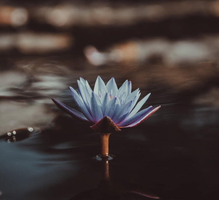 The Magical Blue Lotus Attar - theperfumist