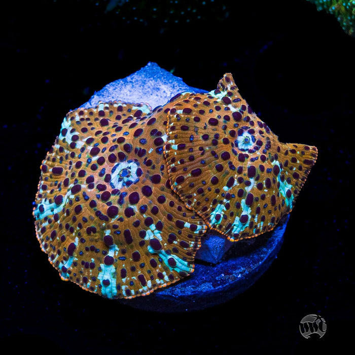 Tiger Eye Disco Mushroom