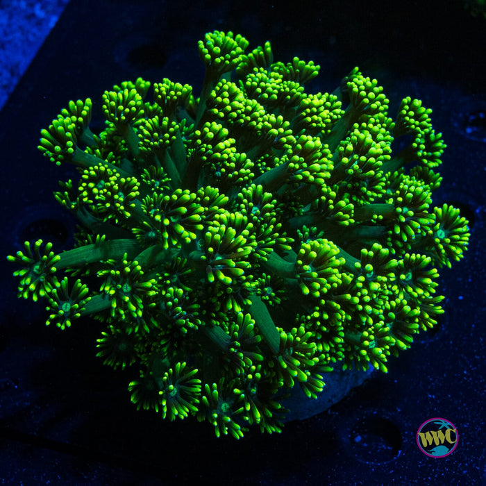 Toxic Cloud Goniopora - Actinic Photo