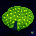 Toxic Pool Goniastrea - Actinic Photo