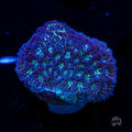 WWC Arctic Leptastrea