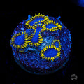 WWC Blue Angels Zoanthids