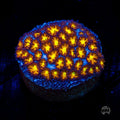 WWC Burning Leptastrea