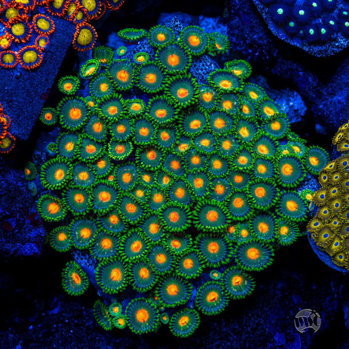 WWC Campfire Zoanthids - Mother Colony Photo