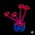 WWC Cherry Bonkerz Goniopora