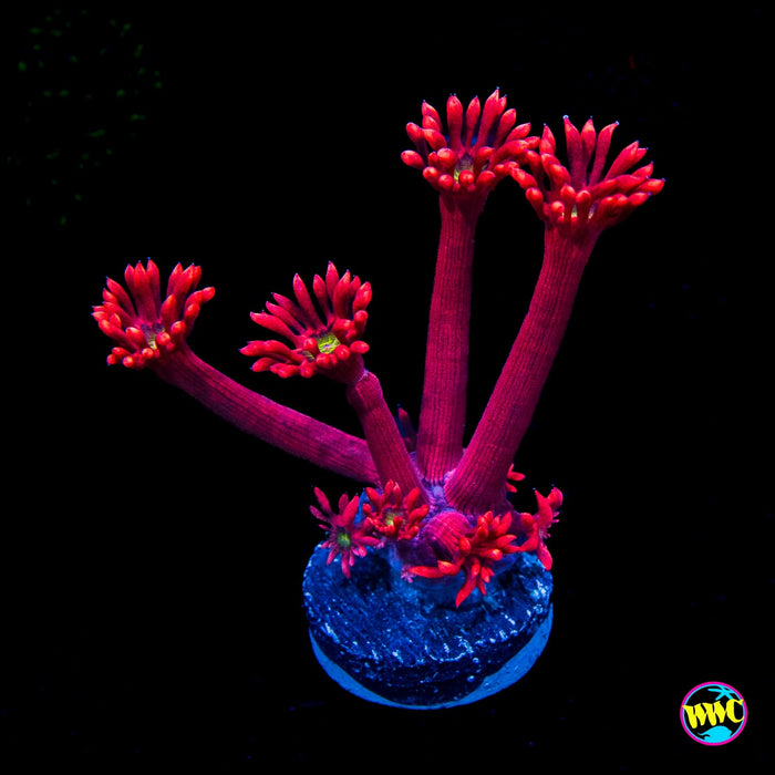 WWC Cherry Bonkerz Goniopora