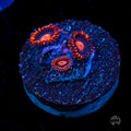 WWC Clementine Zoanthids