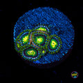 WWC Cosmic Dragon Eye Zoanthids