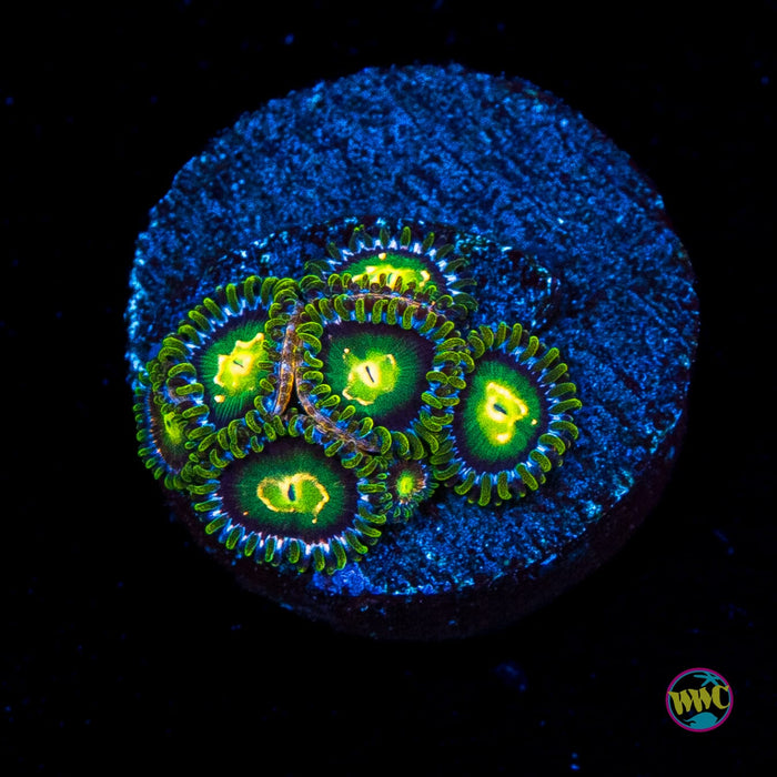 WWC Cosmic Dragon Eye Zoanthids