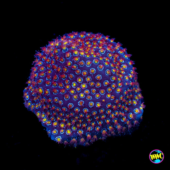 WWC Firestone Stylocoeniella