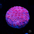 WWC Firestorm Cyphastrea