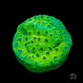 WWC Leapfrog Cyphastrea