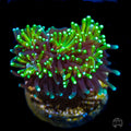 WWC Lemonade Galaxea Coral (NON-WYSIWYG)