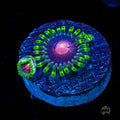 WWC Lucky Kentucky Zoanthids
